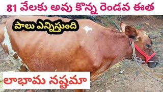 i bought a cow for 81,000 loss or profit l  కొత్త ఆవు కొన్నాను