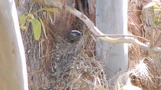 nest great Kiskadee