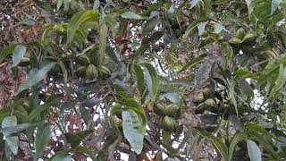 עץ אגוז פקאן עם פירות Carya illinoinensis with fruits