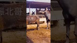 Funniest Donkey Ever Donkey Training the fun way 487