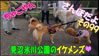 柴犬ちゃこやん99　さいたま市の見沼氷川公園で　たくさんのハートイケメンズに出会った柴犬ちゃこ　#柴犬 #さいたま市緑区 #shibainu