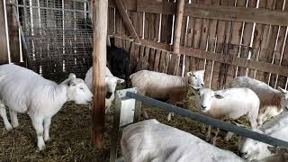 Let's Talk Texel Sheep