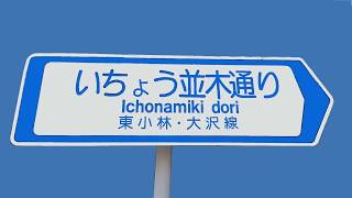 埼玉県越谷市　いちょう並木通り　車載