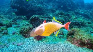 八丈島水中生物動画～ナメモンガラ卵守りの季節～