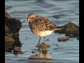 curlew sandpiper bird watching in australia with ej birdwatching