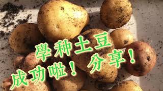 学种土豆成功啦！超级简单分享给您！How to grow potatoes?