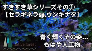 《すきすき草シリーズその①》【セラギネラsp.ウンキナタ】美しい！強い！育てやすい！