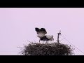 【野鳥】世羅のコウノトリの子育て　 広島