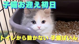 子猫お迎え初日。トイレから動かない子猫ぱいん。パート5。遊んだ後にケージで休憩、疲れたのか緊張してるのか心配な子猫。#cat  #catvideos   #猫  #子猫 #猫のいる暮らし