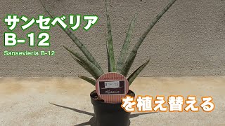 サンセベリア B-12を植え替える【サクっと流し見】