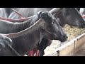 pandharpuri buffalo farm in akkalkot 80 bhaison ka tabela pandharpuri buffalo animal video pets