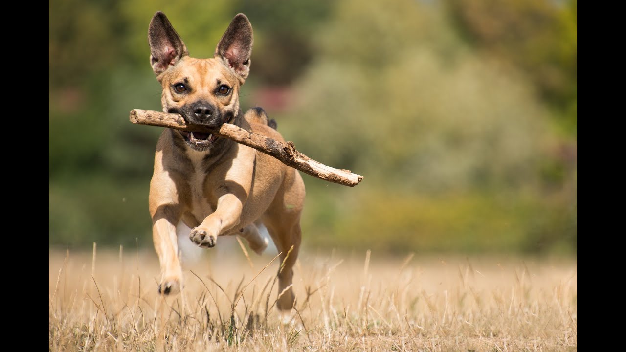 Funny Dog Videos 2022 Funiest Dogs Youtube