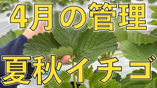 いちごの育て方　定植から4月までの管理　【苺栽培】【夏秋苺】