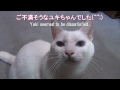 椅子に居座ってどきません！ 白猫ユキ white cat yuki stays in a chair