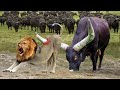 Lion King Almost lost Their lives Because They dared To Hunt Fierce Buffaloes - Lion vs Giraffe