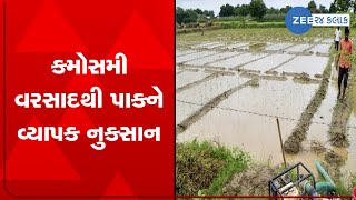 Huge crop loss due to incessant unseasonal rainfall in parts of Bhavnagar | Zee News