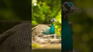 Sleeping Peacock | Hatching Peacock Eggs | Peahen Laying an egg
