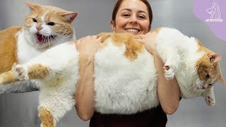 The Sumo Wrestler Cat Named Biggie Smalls | 43 POUNDS?