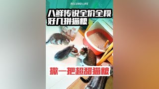 猫粮真是越贵越好吗？只要选的好，也能让小猫吃的健康又美味！