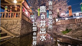 【香川県高松市 鹿の井出水】 花見夜桜の穴場スポット