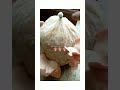 Harvesting Pink Oyster Mushrooms from your Grow Kit #shorts