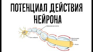 Потенциал действия. Миелиновые и безмиелиновые нейроны.