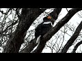 オオハクチョウ・ ユリカモメ・ オオワシ ・オジロワシ 21.02.07静内川緑地