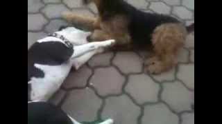 Pitbull vs airedale terrier, tired but fighting - Viki 2.5 years