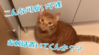 【猫 鳴き声】出かけるのを察知して鳴いて訴えるきんたさん