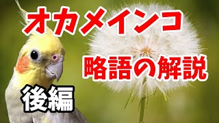 後編【オカメインコ】品種の略語を分かりやすく解説します！