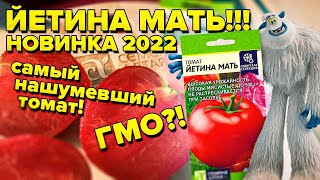 ЙЕТИНА МАТЬ! ТОМАТ ДЛЯ ОТКРЫТОГО ГРУНТА БЕЗ ФОРМИРОВКИ И ПАСЫНКОВАНИЯ! ВЫРАСТЕТ ВЕЗДЕ