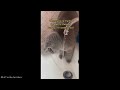 CUTEST Animals from TIKTOK that will MAKE YOUR DAY