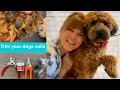 How to safely trim a dogs nails | Mabel The Whoodle