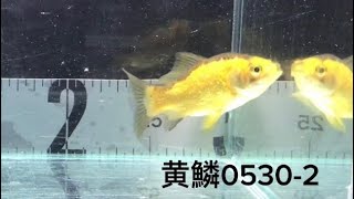 【ヤフオクにて販売中】黄鱗 キラキラ 黄金 新潟県せきね養魚場産 0530-2 #黄鱗 #金魚 #アクアリウム #らんちゅう #琉金 #東錦 #玉サバ #販売中 #goldfish #kingyo