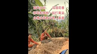 他们打黄豆蓝天白云下，鸟语花香，夫妻一起打黄豆，有说有笑，好生羡慕这种生活…家直播号