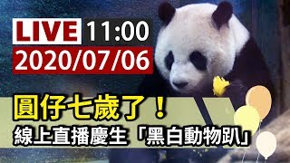 【完整公開】LIVE 圓仔七歲了！ 線上直播慶生「黑白動物趴」