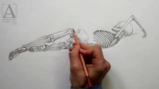 Body Anatomy - Anatomy Lesson for Artists