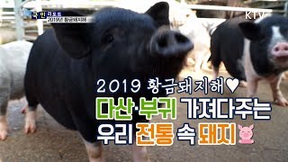 [국민리포트] 다산, 부귀 상징♥ 2019 황금돼지해