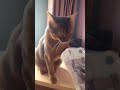 fail КОТ СЧИТАЕТ ДЕНЬГИ cat and money funny animal