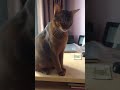 fail КОТ СЧИТАЕТ ДЕНЬГИ cat and money funny animal