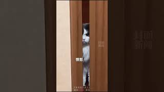 又背着我偷猫！小猫的心思都写在脸上了