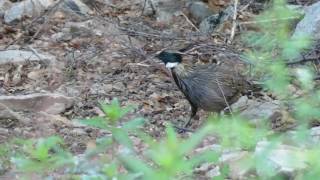 Koklass Pheasant