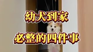 幼犬刚到家必做的四件事 狗狗宠物驱虫猫