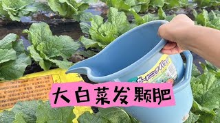 大白菜发颗肥：莲座期最重要的施肥，为后期包心做好准备 #三农