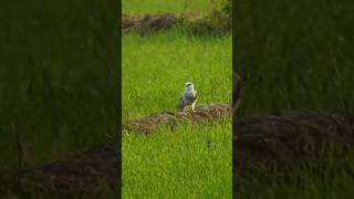 ਇਹ ਪੰਛੀ ਹਵਾ ਵਿੱਚ ਇੱਕੋ ਥਾਂ ਤੇ ਰੁਕ ਸਕਦਾ 😲🦅 #youtubeshorts #nature #shorts