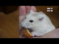 햄스터 미로탈출 두뇌풀가동 hamster maze