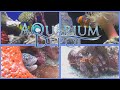 cleaner wrasse care a how to guide from aquariumdepot.com