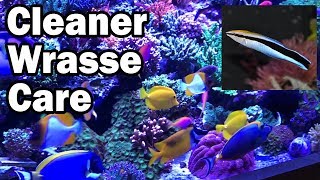 Cleaner Wrasse Care:  A How To Guide from AquariumDepot.com