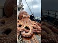 giant deep sea octopus caught by fishermen 🐙🦑🦀 deepseafishing fishingexploration giantseacreature