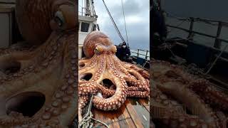 Giant Deep Sea Octopus Caught by Fishermen!🐙🦑🦀#deepseafishing #fishingexploration #giantseacreature